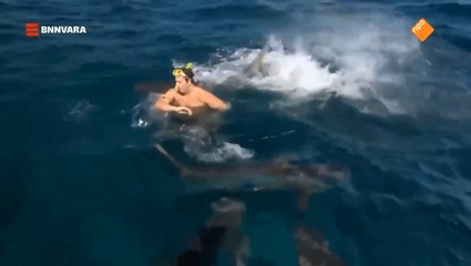 Lors d'un tournage un présentateur TV se fait mordre par un requin.