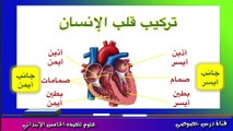 العلوم للصف الخامس الإبتدائي { 05 } حركة الدم داخل الجسم والدورة الدموية