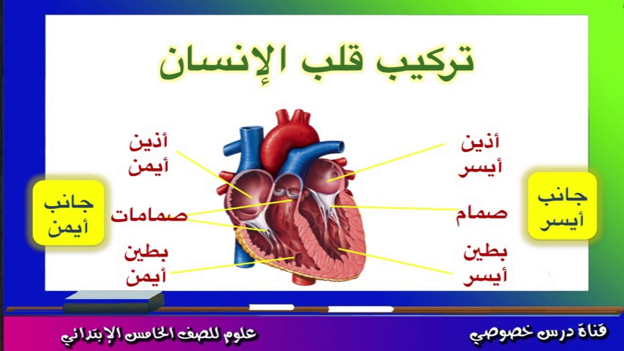 العلوم للصف الخامس الإبتدائي { 05 } حركة الدم د...