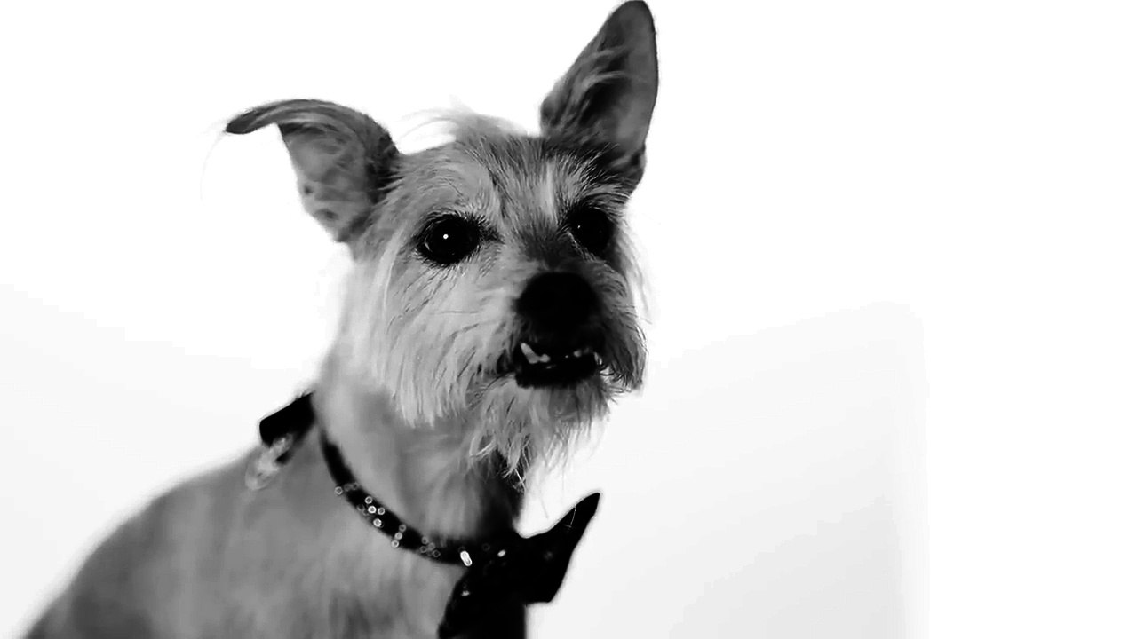 How Dogs Share the Love | Subaru