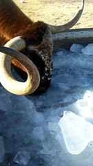 Texas Longhorn Slurps Water After Trough Freezes Over