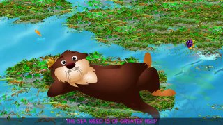 Sea Otter Nursery Rhyme _ ChuChuTV Sea
