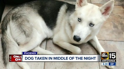 Dog taken from yard in the middle of the night