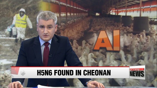 Highly pathogenic strain of AI detected in Cheonan for fourth time