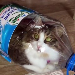 Phòng khám đa khoa Đại Đông - Cute cats #2