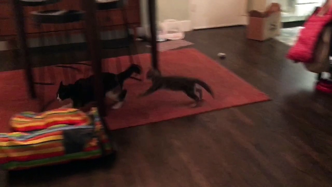 Kitten has an amazing recovery after stumbling