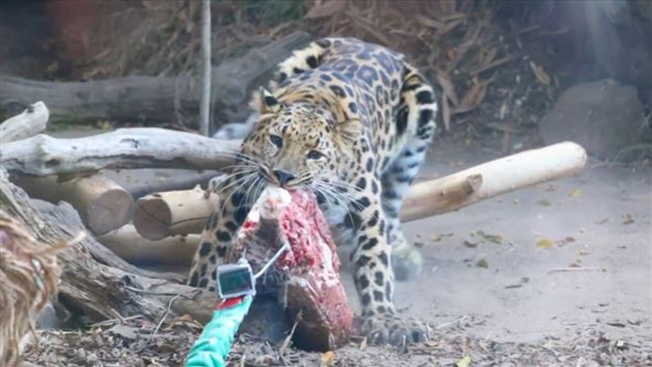 Actioncam an raubtierbeute: aug' in aug' mit leoparden