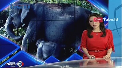 Gajah Liar Dekati Pemukiman di Aceh, Warga Resah