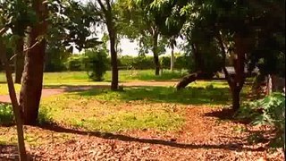 Outback Wildlife Rescue Episode 9 by ChannelHub