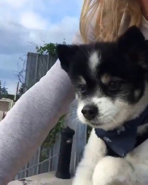 Quoi de plus adorable que ce petit chiot qui marche les pattes dans le vide