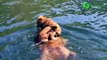 Ces oursons naviguent tranquillement sur le dos de maman ours qui nage