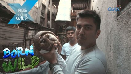 Born to be Wild: Ang Pangolin sa Tondo
