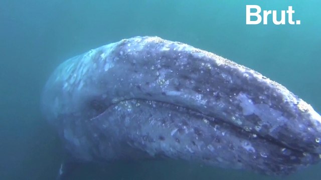 La migration des baleines grises vers les sanctuaires mexicains