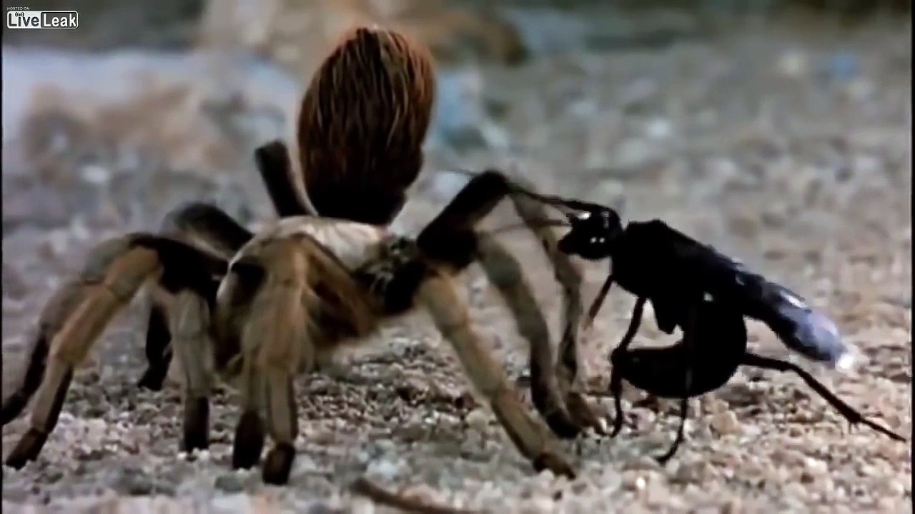 Cette araignée Giant Barbarian fait face à une guêpe Tarantula Hawk... Combat des titans