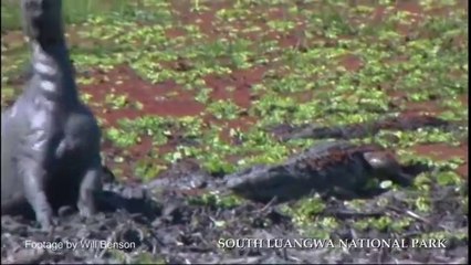 Ce zèbre piégé dans la boue réussi à échapper à 3 crocodiles