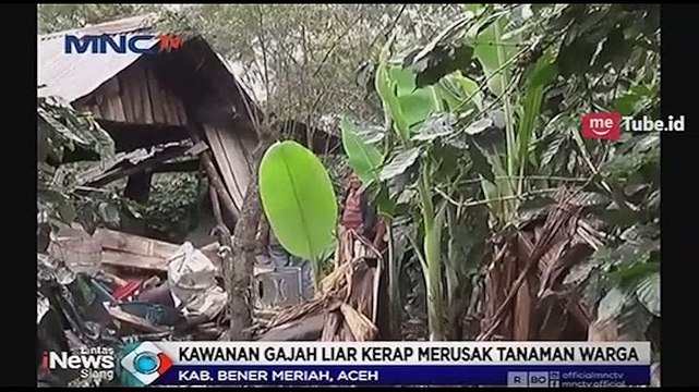 Gajah Liar Masuk ke Pemukiman Warga