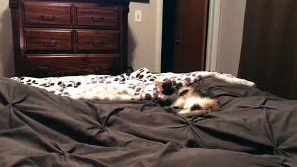 Troller son chat avec une couverture