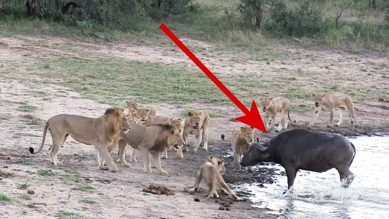 A Crazy Buffalo vs The Lions - Herd of Buffalo Saves Calf From Pride Of Lions