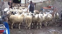 Çanakkale Bayramiç'te Beşiz Doğuran Koyun Şaşırttı