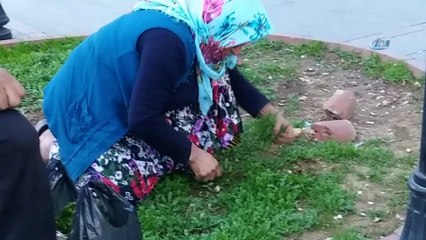 Kanser hastası olduğunu ileri süren kadın yol kenarında yemeklik ot topladı