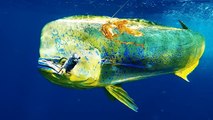 GoFish Cam: Best Wireless Underwater Fishing Camera