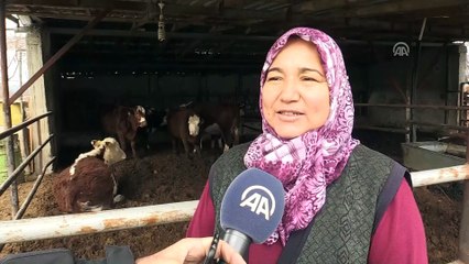 'Garipçe'nin Ümmü'sü' bir düveyle hayallerine kapı araladı - ANTALYA