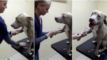 Provavelmente o cão mais tranquilo durante uma visita ao veterinário