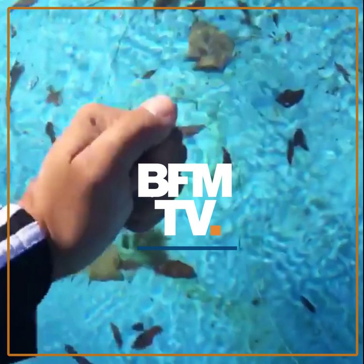 En Floride, il retrouve sa piscine complètement gelée