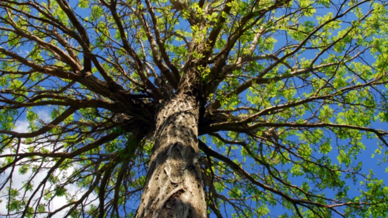 Stone Cold Tree Surgeon - (716) 707-8050