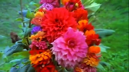 bol mai halgi bajau kya dj paresh