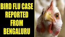 Bengaluru : BBMP confirms Bird flu outbreak , officials order culling of chickens | Oneindia News