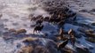 Hundreds of camels run on snow-covered Gobi Desert