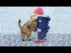 Babies and Cat are Best Friend -  Babies and Cats Playing Together #2