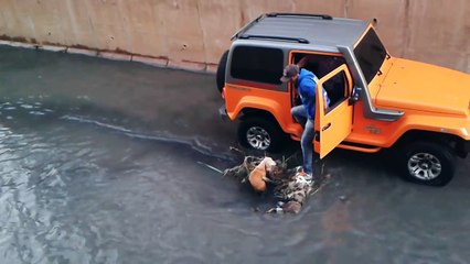 Rescuing a Dog Stranded in the Middle of a River