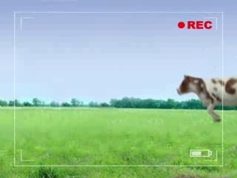 Lapins Crétins & Les Vaches