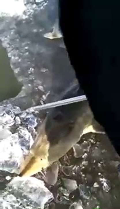 Une si petite canne pour attraper un si gros poisson