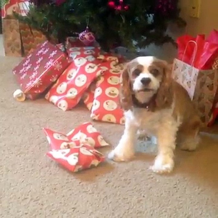 Pets Opening Christmas Presents Is Everything