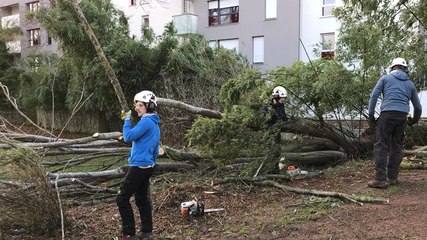 Tempête Eleanor : un tilleul débité rue basse