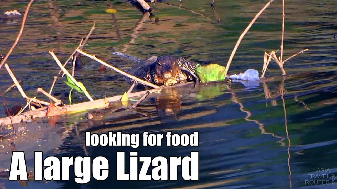 A large Lizard looking for food