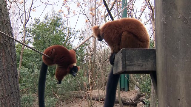 Faunia celebra el nacimiento de varias crias