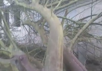 Strong Winds from Storm Eleanor Bring Down Trees in France