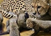Eight Cheetah Cubs Born at Saint Louis Zoo