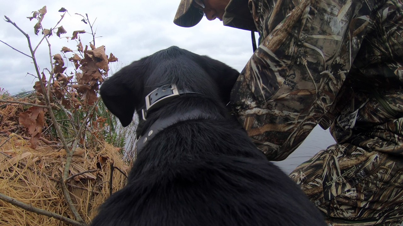 Otis Makes a Blind Retrieve