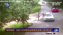 [MP4 1080p] Tiger Attacks and Kills Woman At Beijing Badaling Chinese Safari Park Zoo