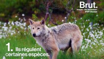 3 raisons de protéger les loups