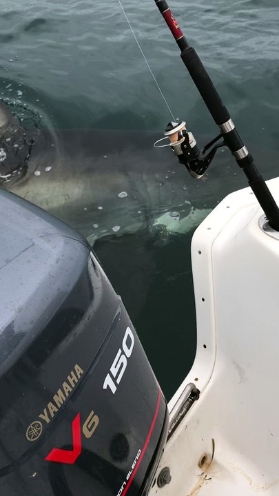 Great White Shark Swims by Fishing Boat