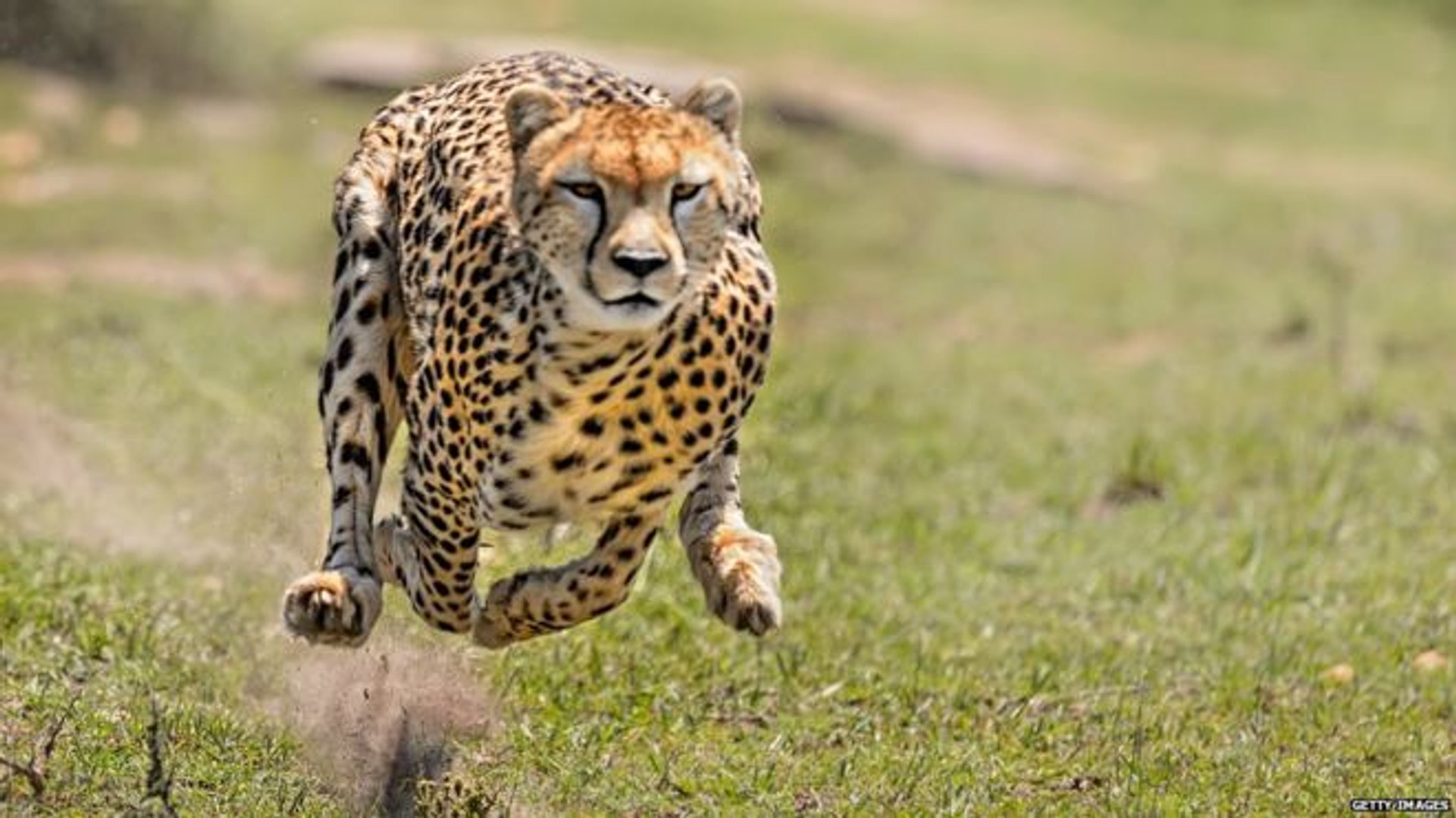 ⁣Animal planet - The Cheetah