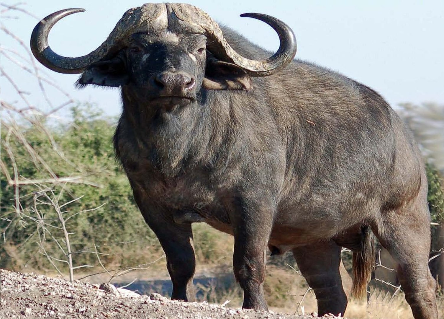 nød Klasseværelse Figur Animal Planet - The Cape buffalo (Africa`s most dangerous beast) - video  Dailymotion
