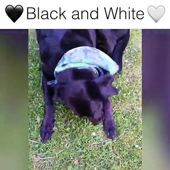 Adorable Black And White Pets