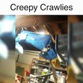 Creepy Crawlies Make Skin Crawl
